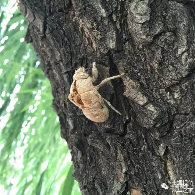 一个知了猴引发的血案